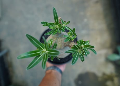 パキポディウム　グラキリス　 Pachypodium Gracilius  No.2