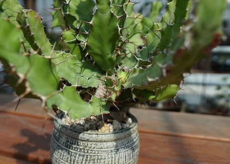 ユーフォルビア　オオマトイ  Euphorbia  triangularis