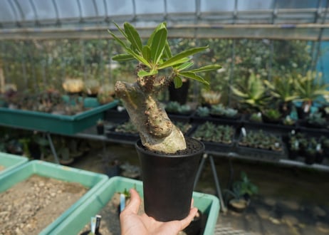 パキポディウム マカイエンセ　Pachypodium makayense　No.6