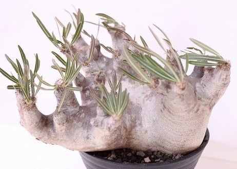 Pachypodium inopinatum  パキポディウム　イノピナツム  no.2　特選株
