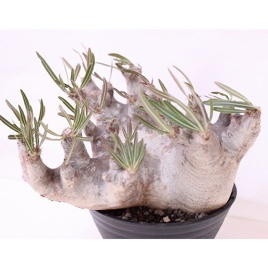 Pachypodium inopinatum パキポディウム イノピナツム no.2 特選