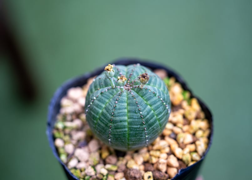 オベサ | mana's farm:塊根植物・アガベ・ドライガーデン植物販売|マナ