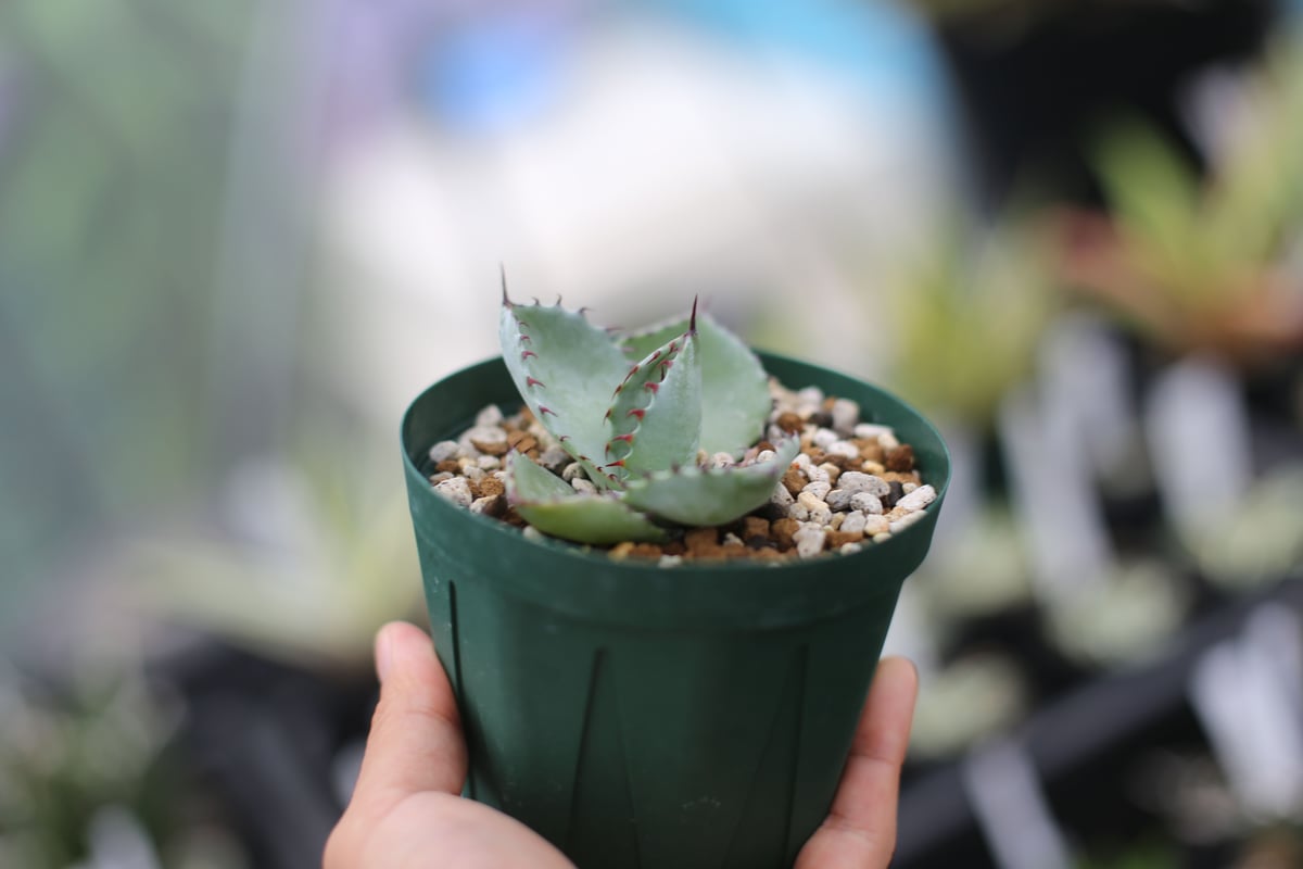 アガベ マタペンシス | mana's farm:塊根植物・アガベ・ドライガーデン