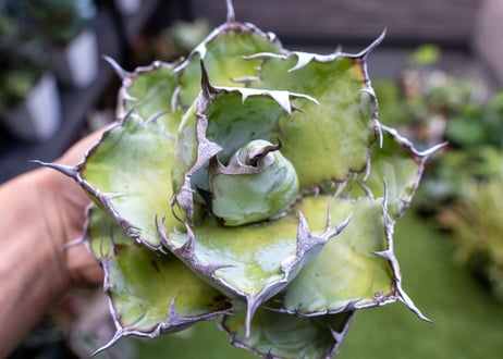 Agave B&B A NO.3