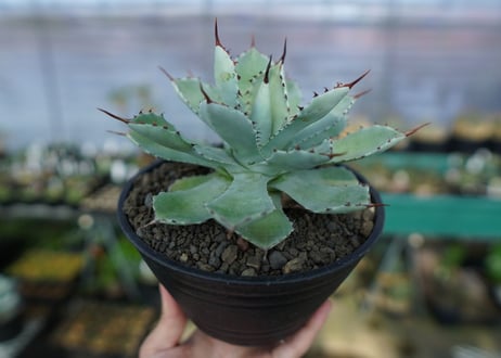 アガベ　吉祥冠　Agave potatorum No.2
