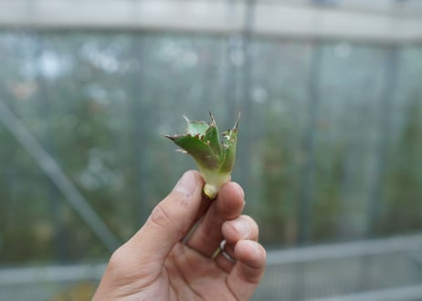 【抜き苗】アガベ　チタノタ　MH01　Agave titanota MH01