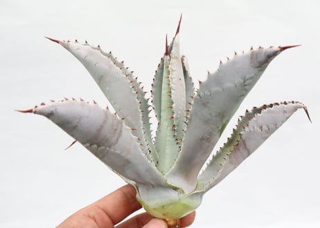 Agave pygmaea 'Dragon Toes' PUP no.2