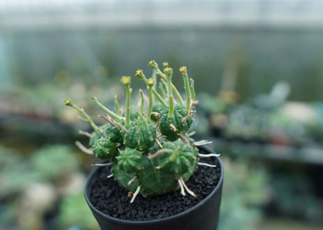 ユーフォルビア　バリダ　Euphorbia valida　No.8