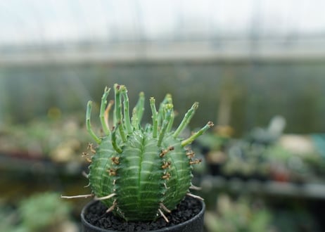 ユーフォルビア　バリダ　Euphorbia valida　No.7