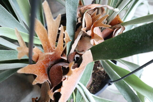 ビカクシダ ビーチー | mana's farm:塊根植物・アガベ・ドライガーデン