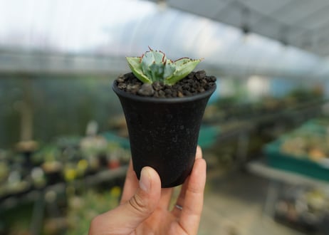 アガベ　兜蟹　Agave isthmensis “Kabutogani”　No.1