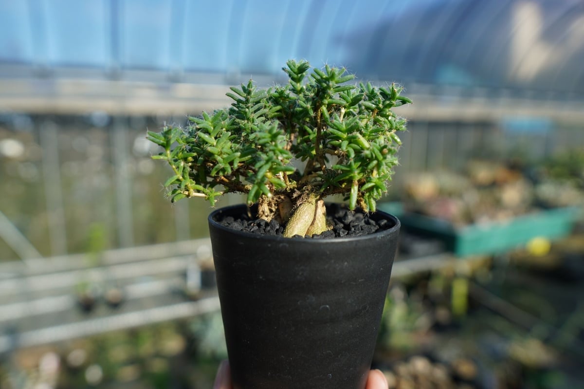 トリコディアデマ ステラツム Trichodiadema stellatum No.2 |