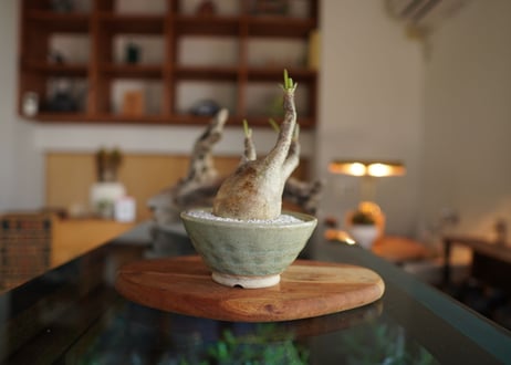 パキポディウム　グラキリス　 Pachypodium Gracilius