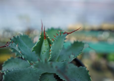 アガベ　ポタトラム　”スポーン”　agave potatorum "spawn"