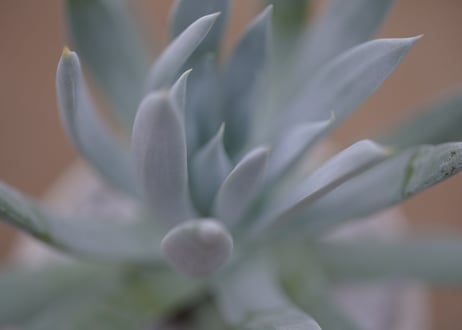 ダドレア　クサンチ　Dudleya  xantii
