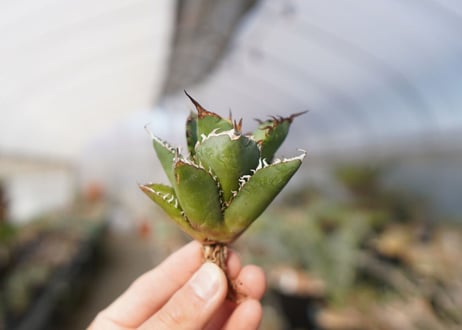 agave titanota FO-76  No.13