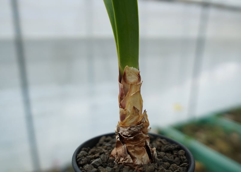 キルタンサス オブリクス Cyrtanthus obliquus | mana's farm: