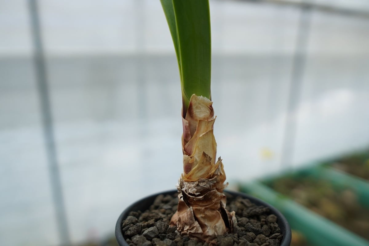 Cyrtanthus obliquus キルタンサス オブリクス 現品限り】キルタンサス・オブリクス【B85】 Cyrtanthus