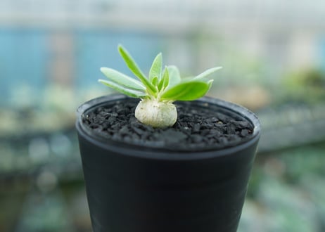 パキポディウム　恵比寿笑い　Pachypodium brevicaule　No.6