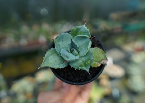 アガベ 白銀兜蟹 Agave isthmensis 'Shirogane'