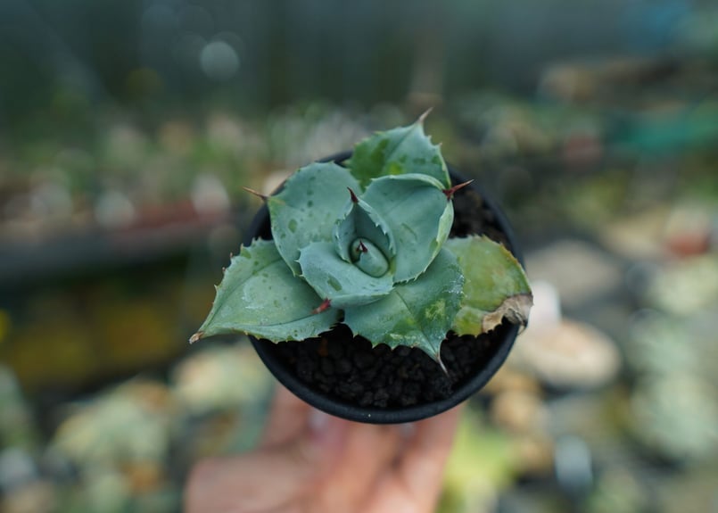 アガベ 白銀兜蟹 Agave isthmensis 'Shirogane' | mana's アガベ 白銀兜蟹 Agave isthmensis 'Shirogane' | mana's