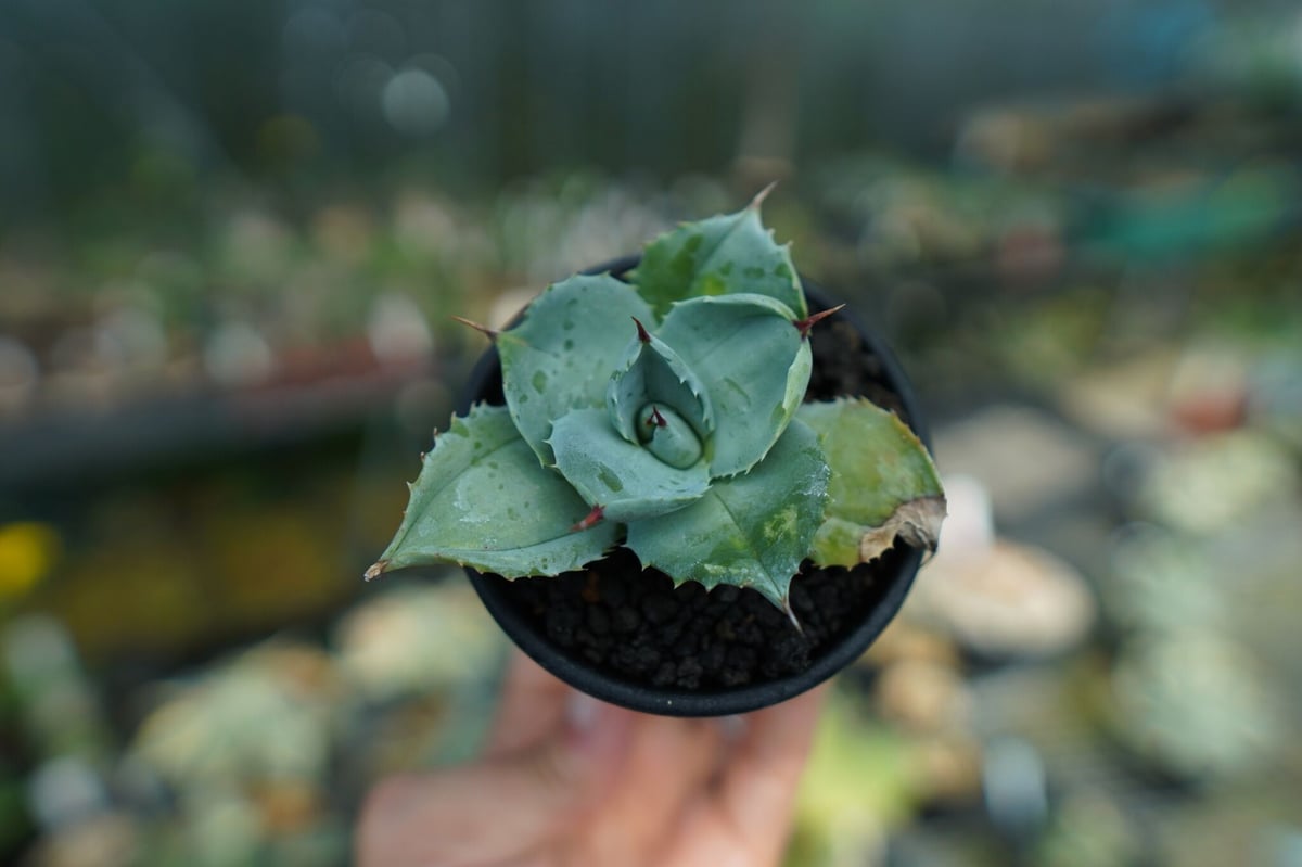 アガベ 白銀兜蟹 Agave isthmensis 