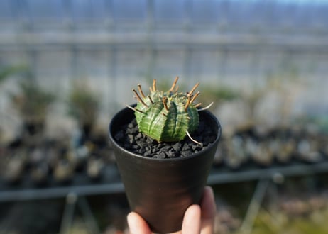 ユーフォルビア　スーパーバリダ　Euphorbia super valida  No.2