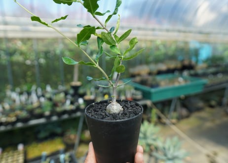 フォッケア　エデュリス　”火星人”　Fockea edulis  No.4