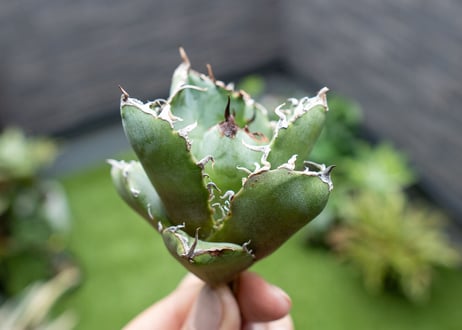 Agave titanota 白鯨嚴龍 カキコ NO.2