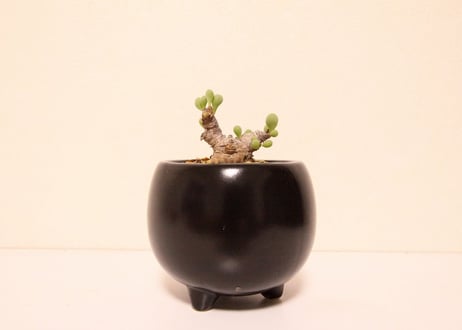 オトンナ クラビフォリア Othonna clavifolia