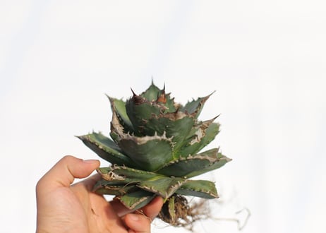 Agave titanota FO-76 dwarf  compacta  no.4