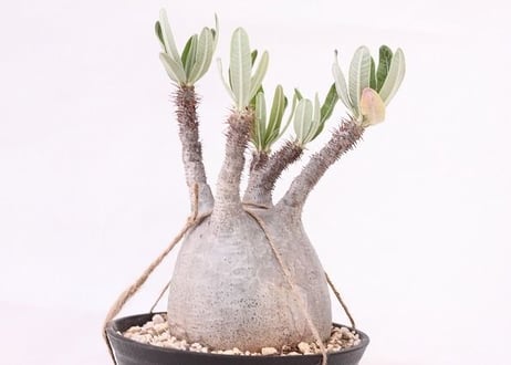 Pachypodium Gracilius パキポディウム  グラキリス  未発根  no. 4