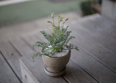 ぺラルゴ二ウム アッペンディクラツム 　Pelargonium appendiculatum