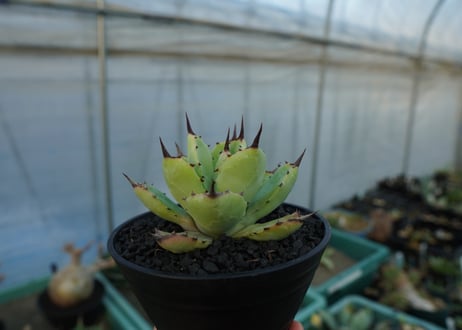 アガベ　マクロアカンサ×ポタトラム　 Agave macroacantha×potatorum