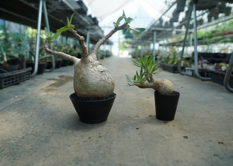 パキポディウム　グラキリス　 Pachypodium Gracilius  No.1