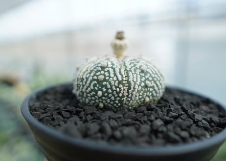 アストロフィツム　スーパー兜　Astrophytum asterias 'Superkabuto' No.3
