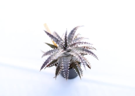 Dyckia  Gray ops x HH