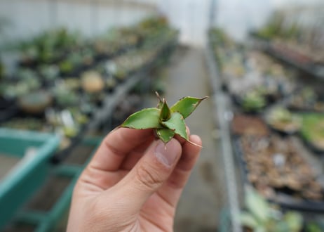 【抜き苗】アガベ　チタノタ　MH01　Agave titanota MH01
