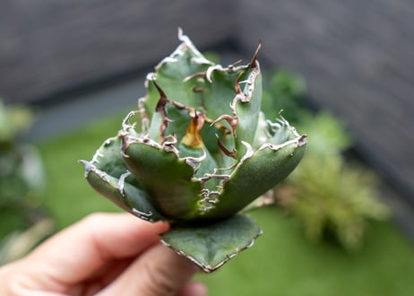 Agave titanota 白鯨嚴龍 カキコ NO.2