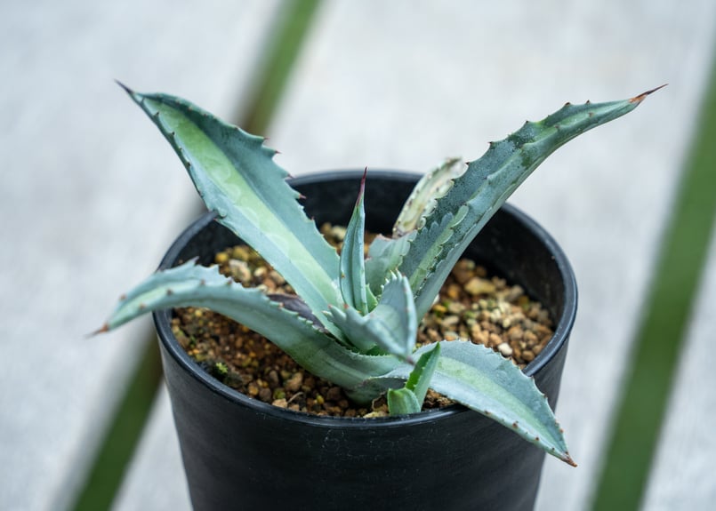 アガベ エクスパンサ パリーダ | mana's farm:塊根植物・アガベ