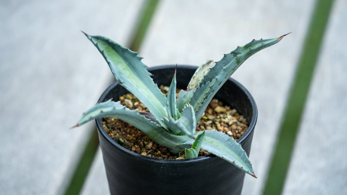 アガベ エクスパンサ パリーダ | mana's farm:塊根植物・アガベ