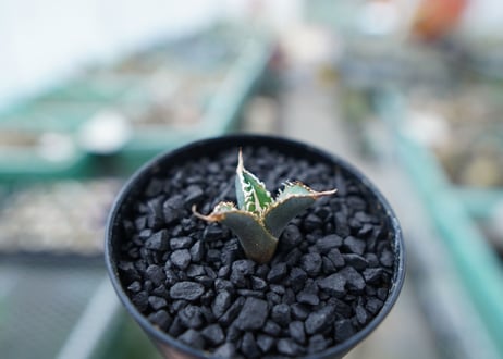 アガベ　チタノタ　FO-76　Agave titanota  FO-76　No.2