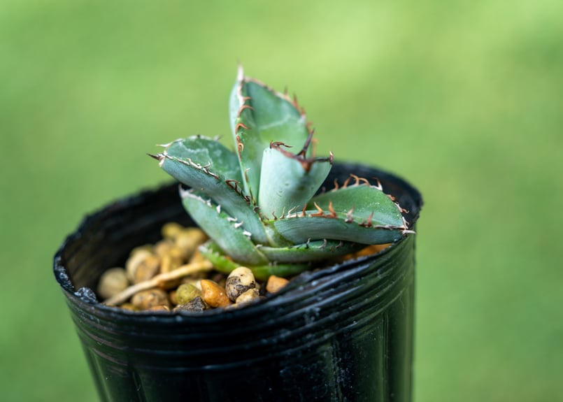 アガベ チタノタブルー 沖縄実生 No.3 | mana's farm:塊根植物・アガベ