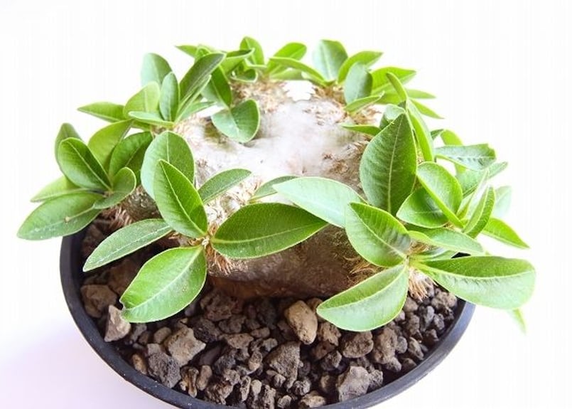 パキポディウム 恵比寿笑い 国内実生 国産自根 | mana's farm:塊根植物