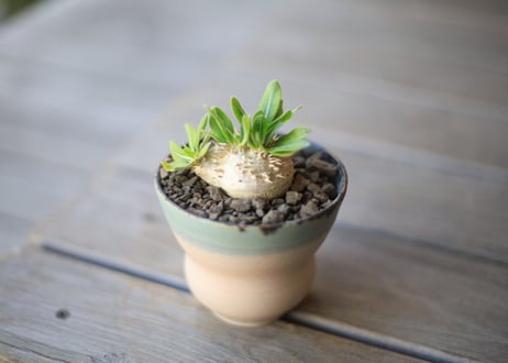 恵比寿笑い　Pachypodium brevicaule
