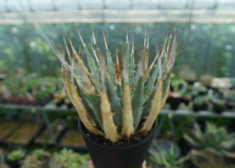 アガベ　ユタエンシス　Agave uthaensis　No.9