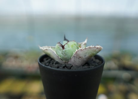 アガベ　チタノタ　 ブラックアンドブルー 　Agave titanota black and blue　No.9