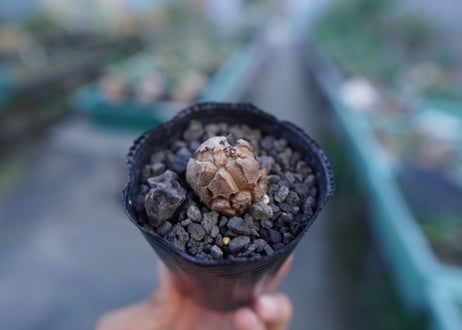 亀甲竜　Dioscorea elephantipes　No.3