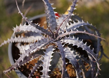 Dyckia goehringii var.lemei New form