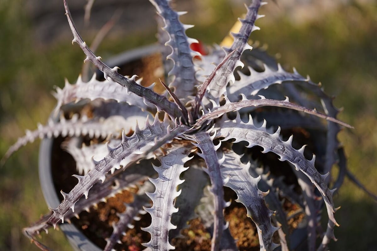 Dyckia goehringii var.lemei New form | mana's f